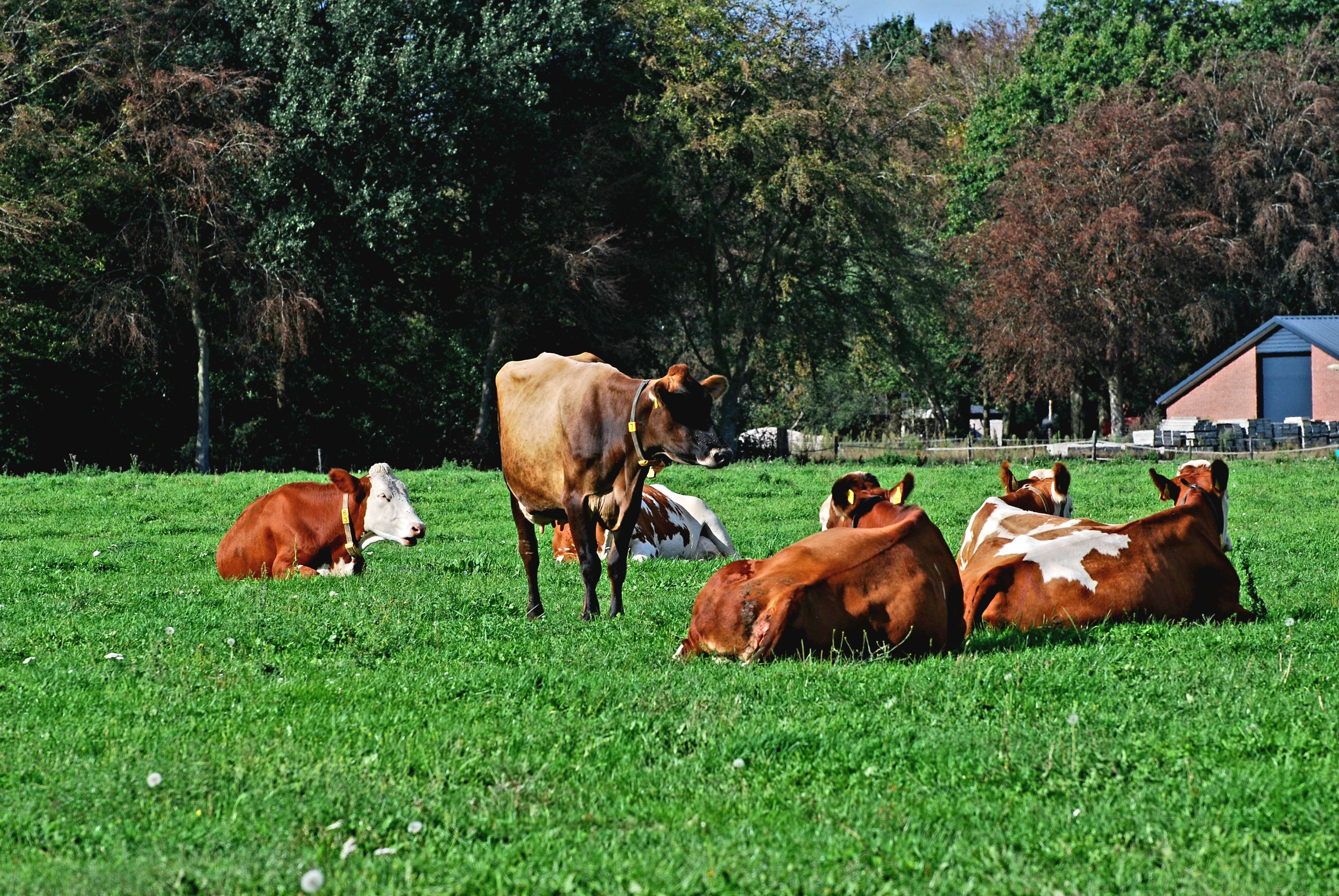 Boerderij