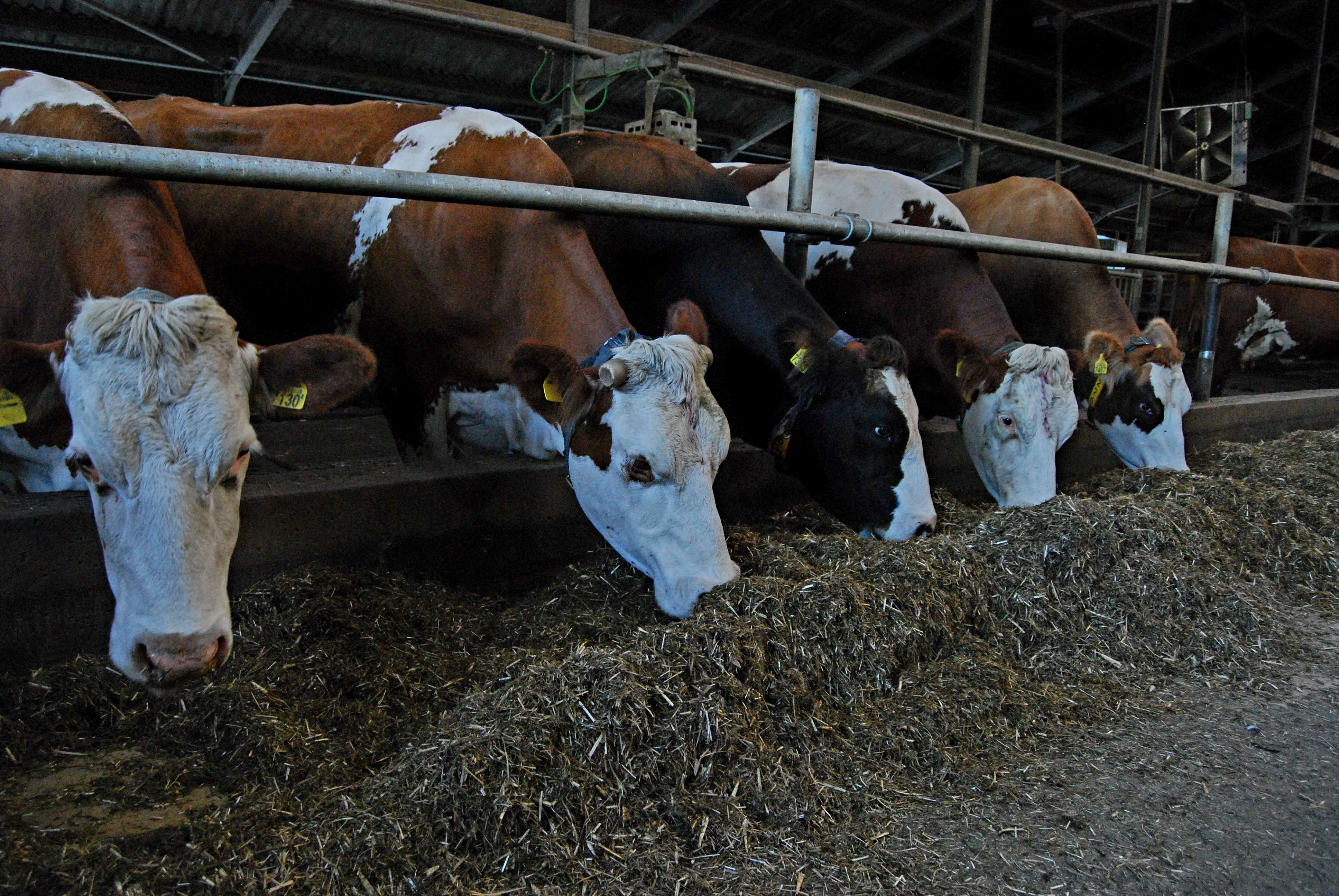 Boerderij