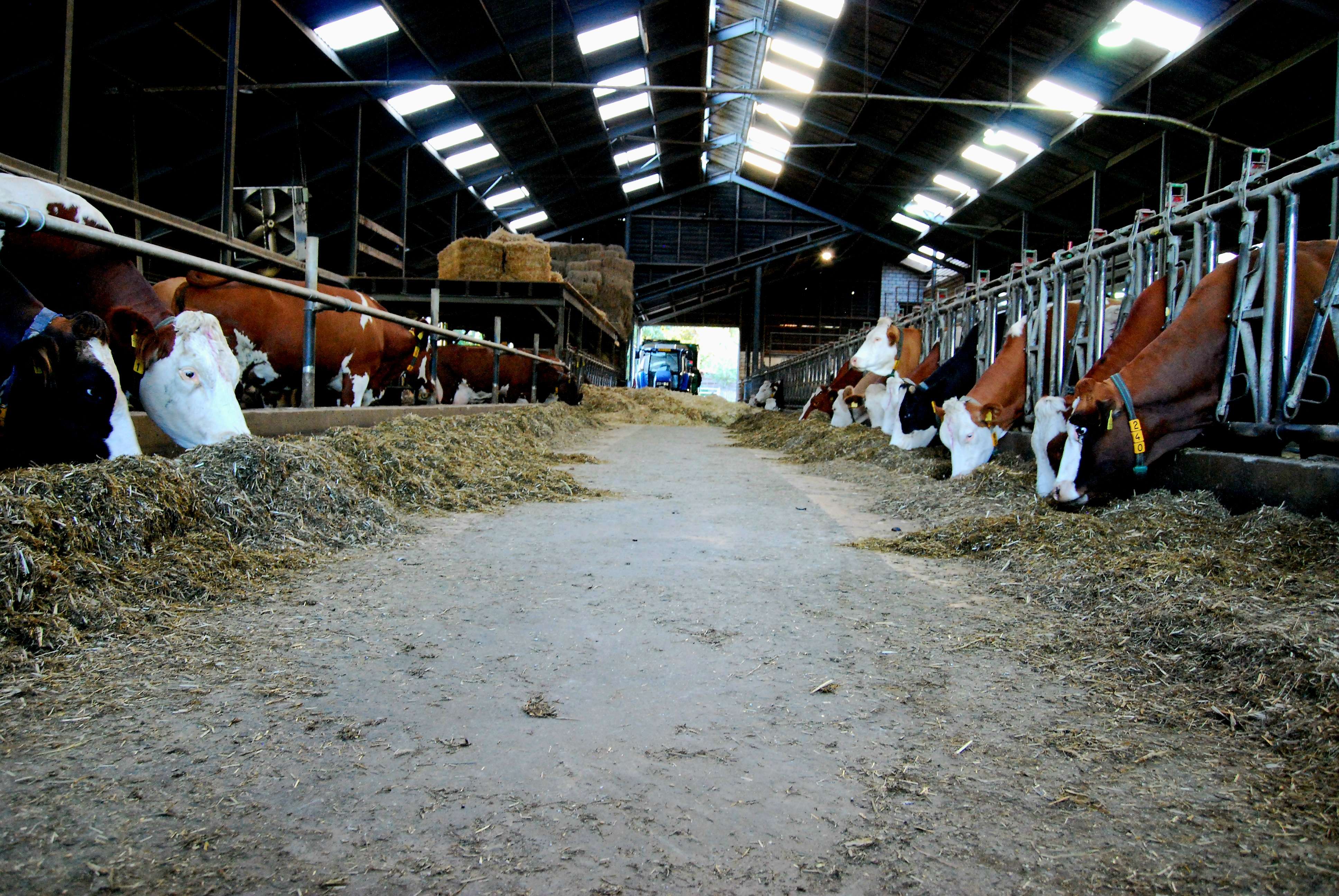 Boerderij