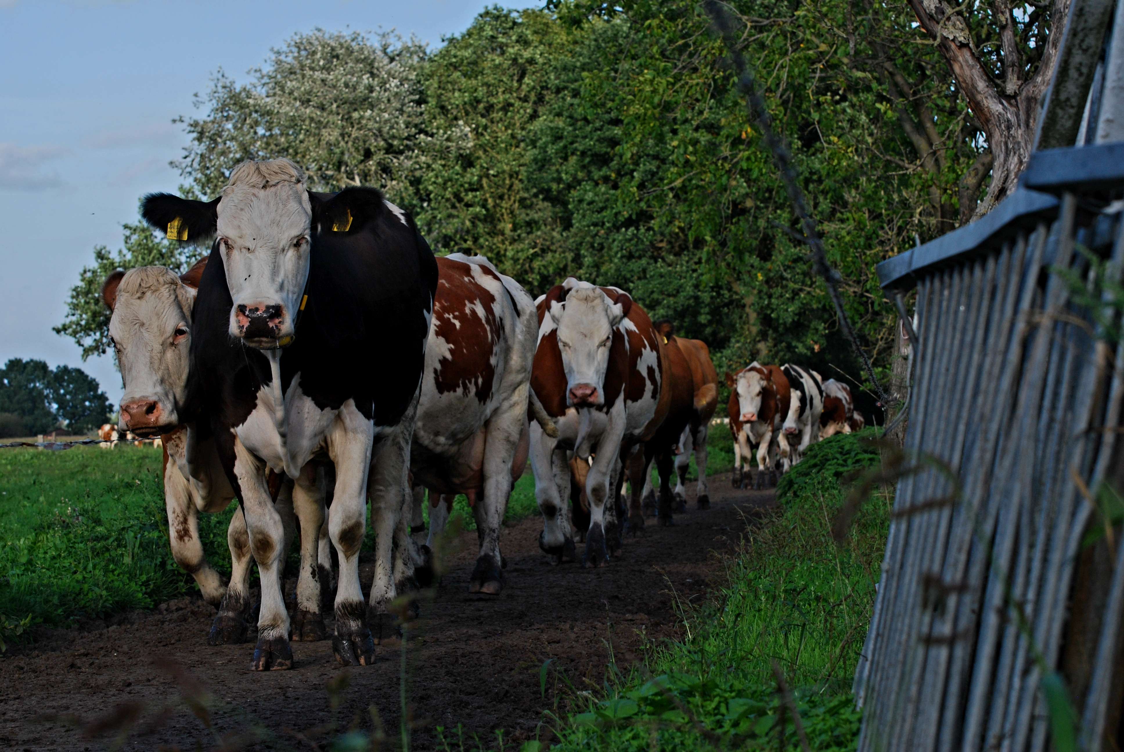 Boerderij