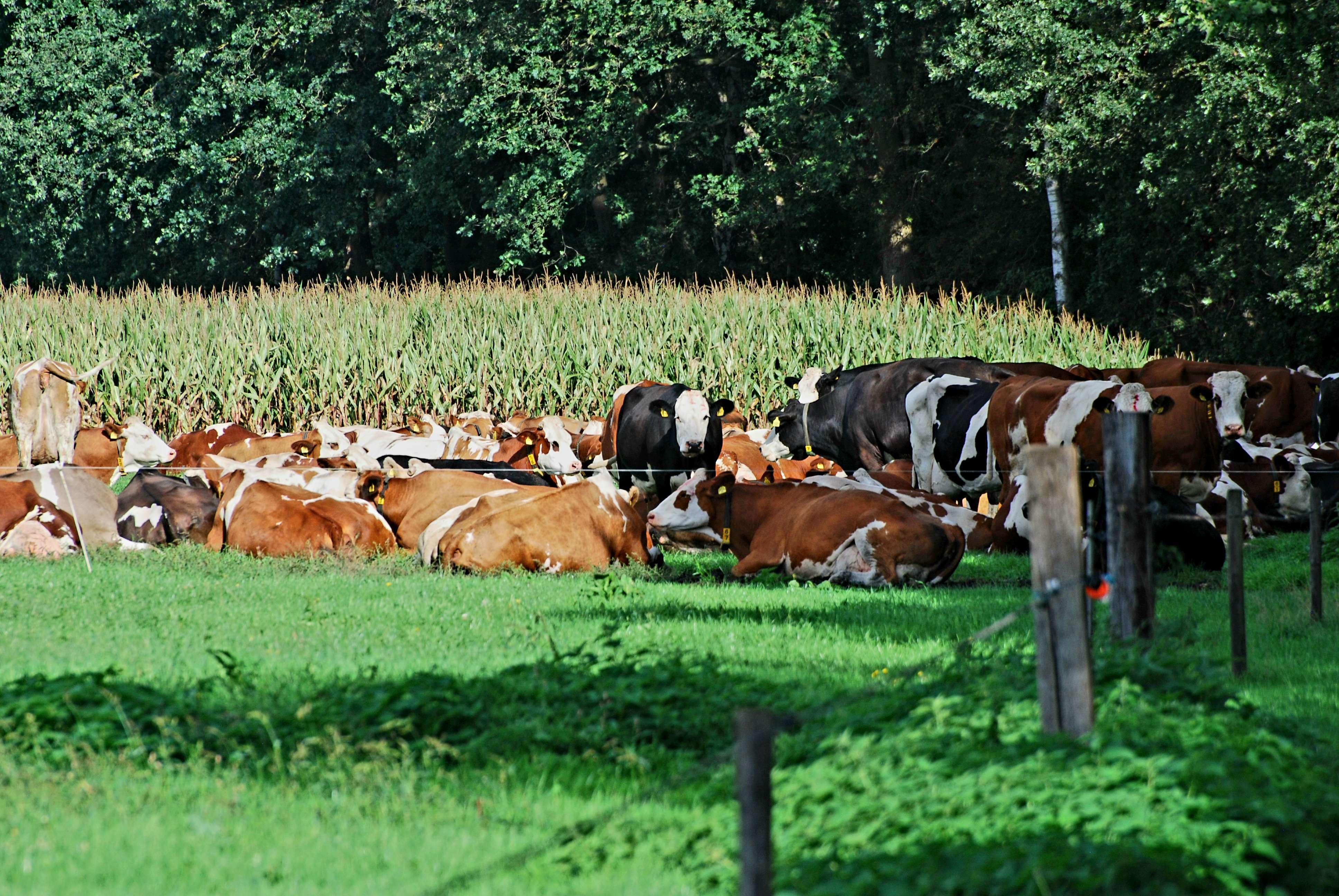 Boerderij