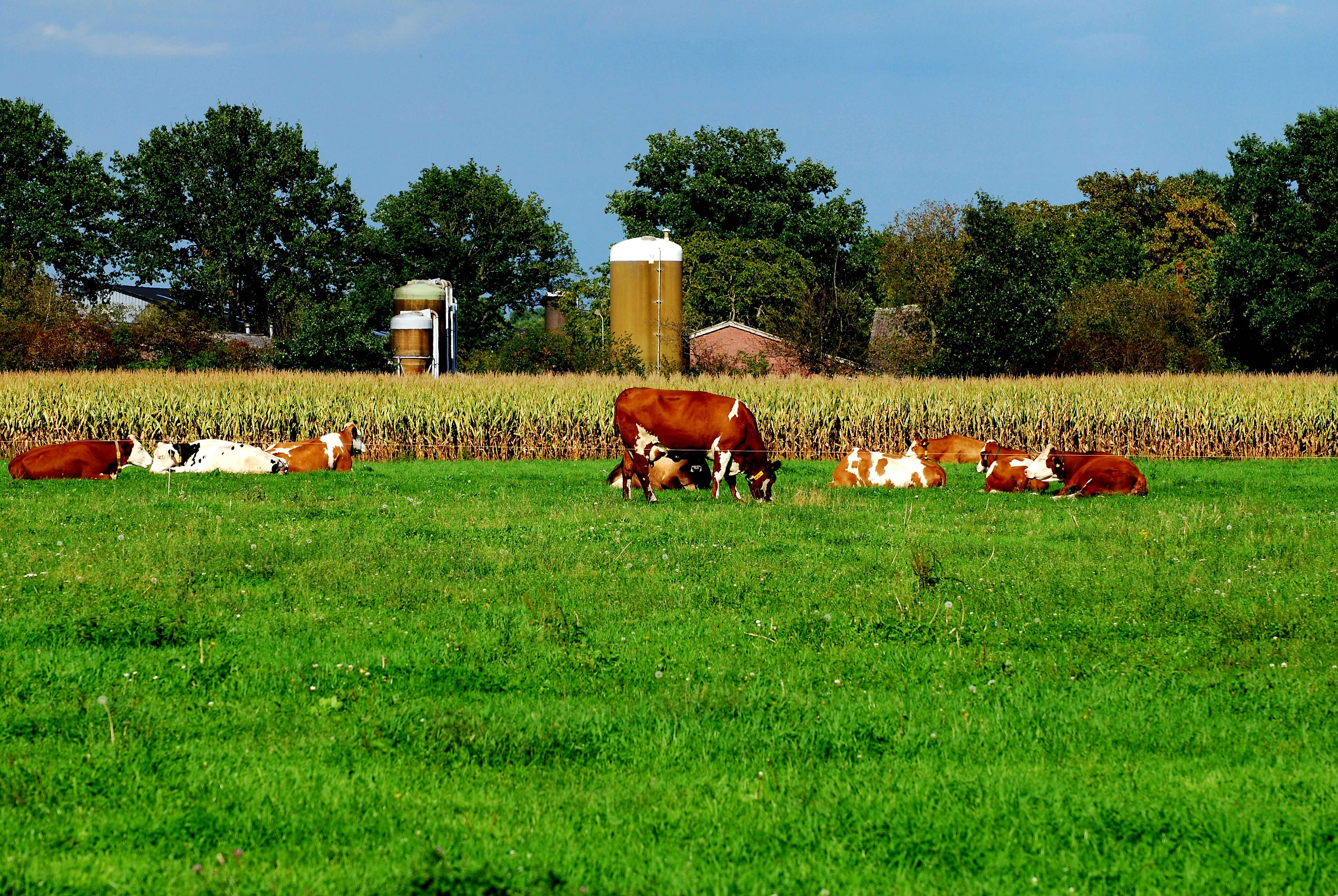 Boerderij