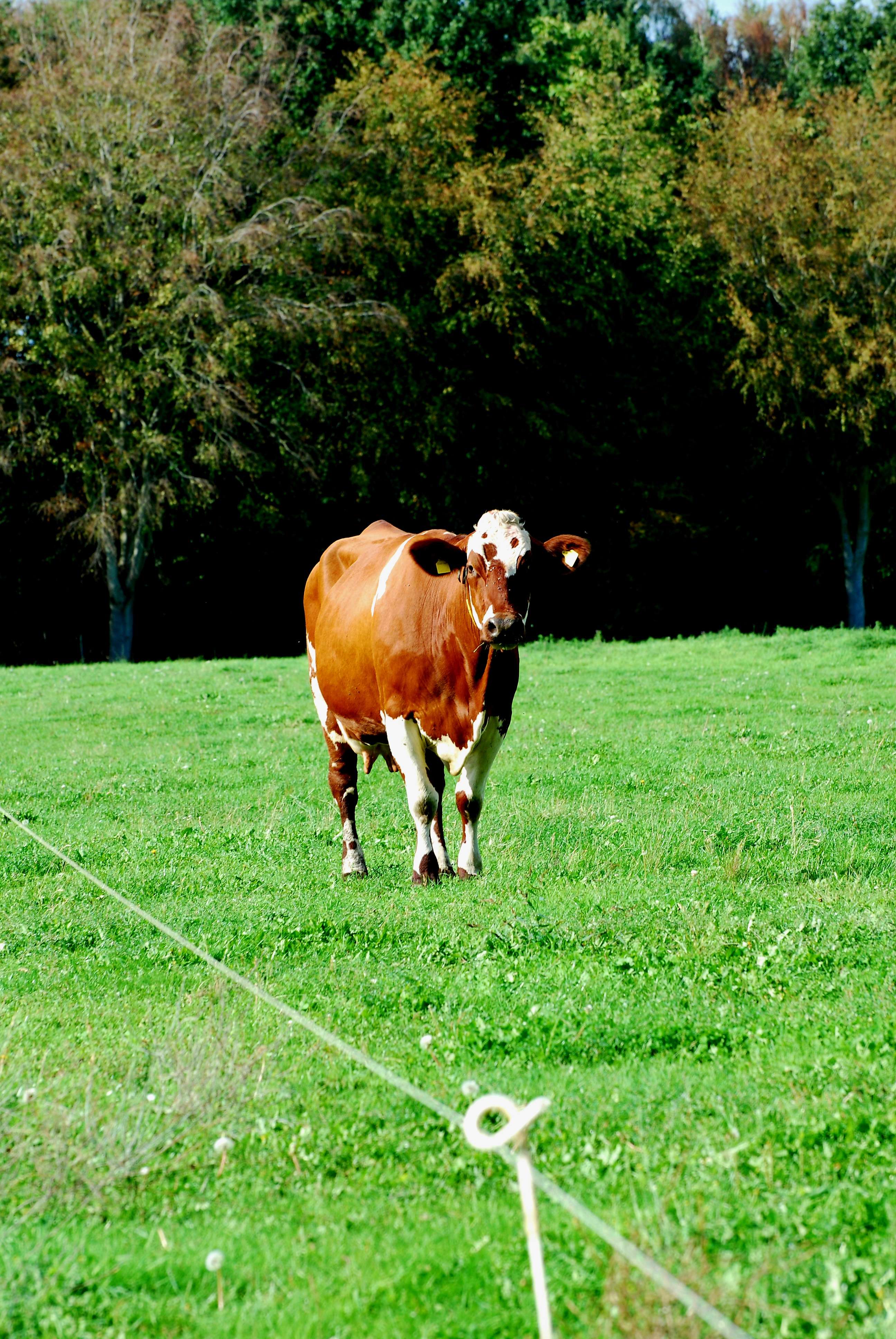 Boerderij